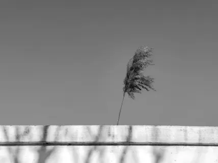 Kasino Napoli Apl Mudah Alih